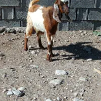 دوعدد کهر نرو ماده