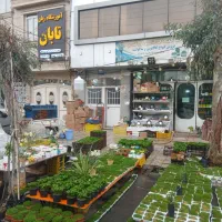 سبزه ماهی هفت سین گل گلدان دکوری