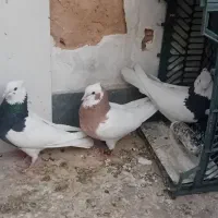 کبوتر طوقی یا بهبهانی