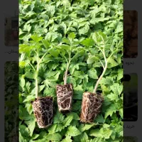 کارگر ساده جهت کاشت نشا گوجه
