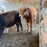 گوساله گیلک نر و ماده مخصوص قربانی