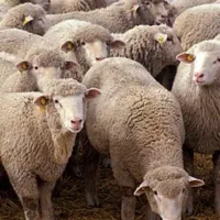 ذبح گوسفند و خورد کردن