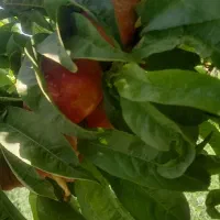 واگذاری ۷۰اصل درخت شلیل انجیری