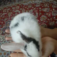 خرگوش|موش و خرگوش|اهواز, کمپلو جنوبی|دیوار