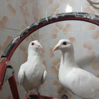 پلاکی سفید