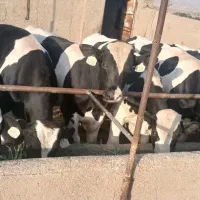 گوساله نر هلشتاین ۳۸۰ کیلو