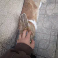 خرگوش گمشده