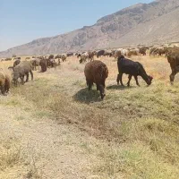 بره نر