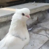 کبوتر ماده دمبی و سفید قنار