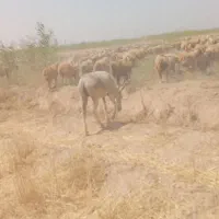 الاغ