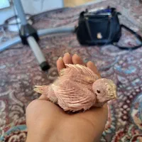 جوجه عروس هلندی