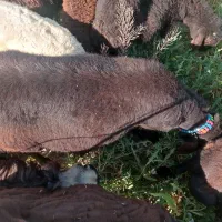 ی عدد بره نر ی ساله