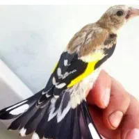 سهره