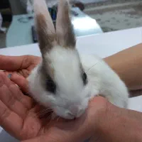 خرگوش سفید و خاکستری و مشکی سفید