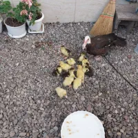 جوجه اردک اسرائیلی