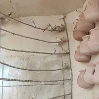 فنچ نرگسی