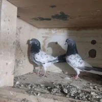 دوتا تیدی پرشی جفت نر