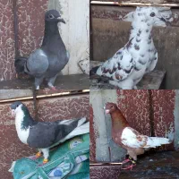 کفتر سوسکی کاکلی .ساده سیاه.سینه سرخ .سبز