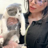 گربه اسکاتیش