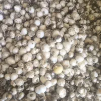 موسیر سفید بزری