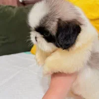 توله شیتزو سوپرفلت