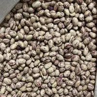لوبیا چیتی عمده