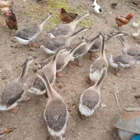بچه غوغاز