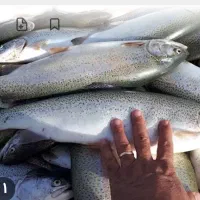 قزل الا زنده ماهی سالمون