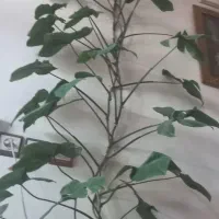 گل سینگونیم سه برگ