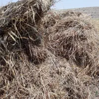 فروش علف سیاه دانه