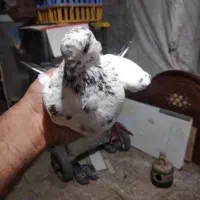 سلام ۳۰عدد کفتر به فروش میرسد