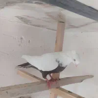 کبوتر دم دار کاکلی ماده