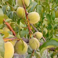 یک-قطعه-باغ-در-چیا-حسین