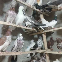 بار جدید رسید تعداد ۵۰۰عدد