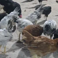 جوجه گلپایگانی ۴ ماه