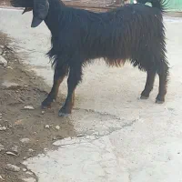 بزغاله ماده گوشتی