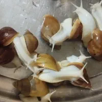 حلزون|خزنده|سیرجان, |دیوار