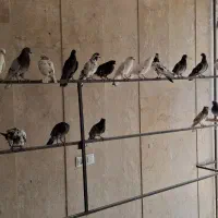 کبوتر فروشی. مرغ فروشی. وپرنده سرای خلیج فارس