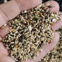 دانه مخلوط و تقویتی درجه ۱