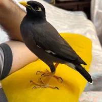 مرغ مینا سخنگو بازیگوش  ۹ ماهه