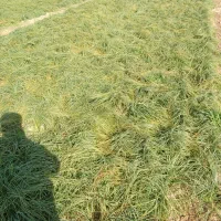 کشت زعفران آب قنات