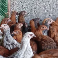 جوجه مرغ گلپایگانی وجهادی ۱تا ۴ماهه