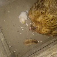 جوجه محلی ریش اصیل ترکمن