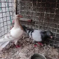 کبووتر