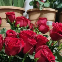 هر شاخه رز هلندی تازه  (پارادیس 10)