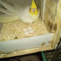 عروس هلندی زیبا