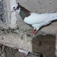 طوقی