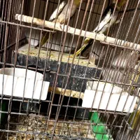 عروس استسنائی