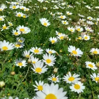 طبیعت گردی