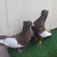 فروش رنگی|پرنده|حمیدیه, |دیوار